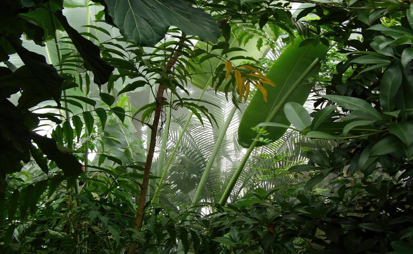 Tropical Jungle Green Leaf Mural Wallpaper for Bedroom Living Room (Not Peel n' Stick)